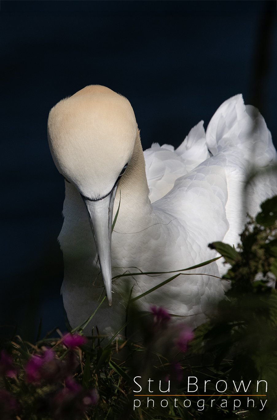 Portait of a Gannet 3.jpg