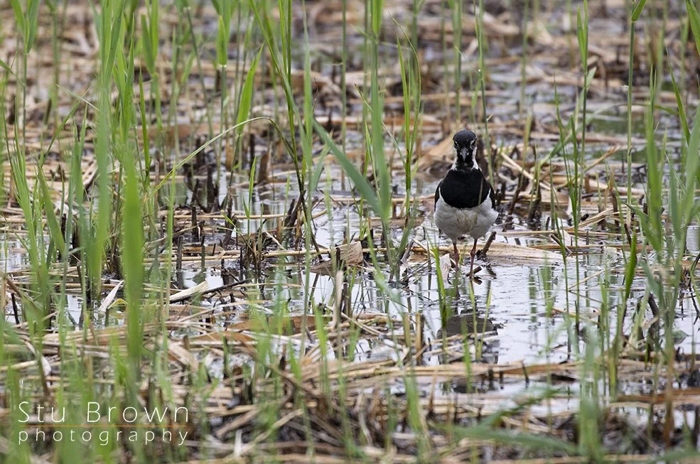 Lapwing at Saltholme.jpg