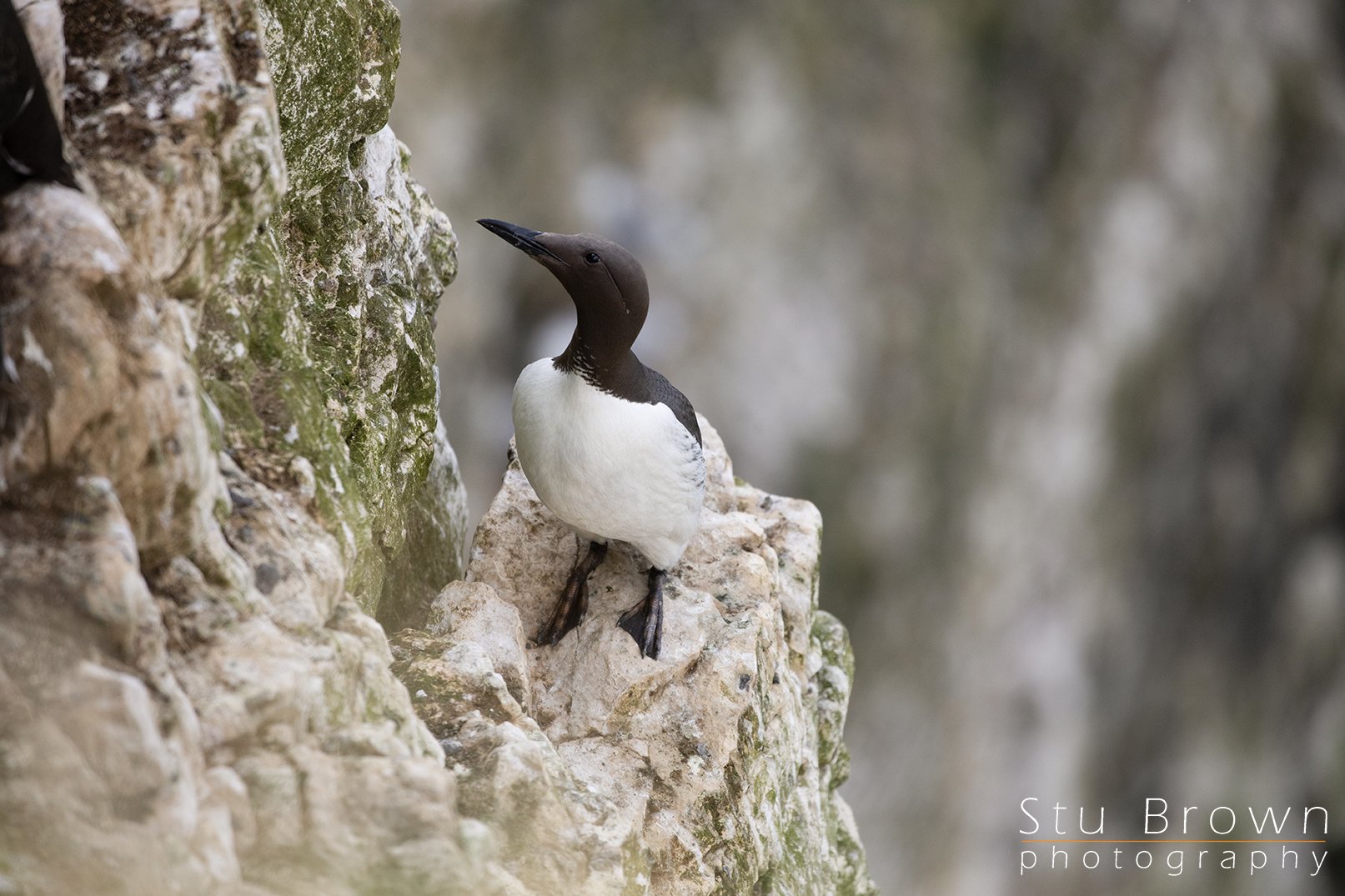 Gillimot at Bempton Cliffs.jpg