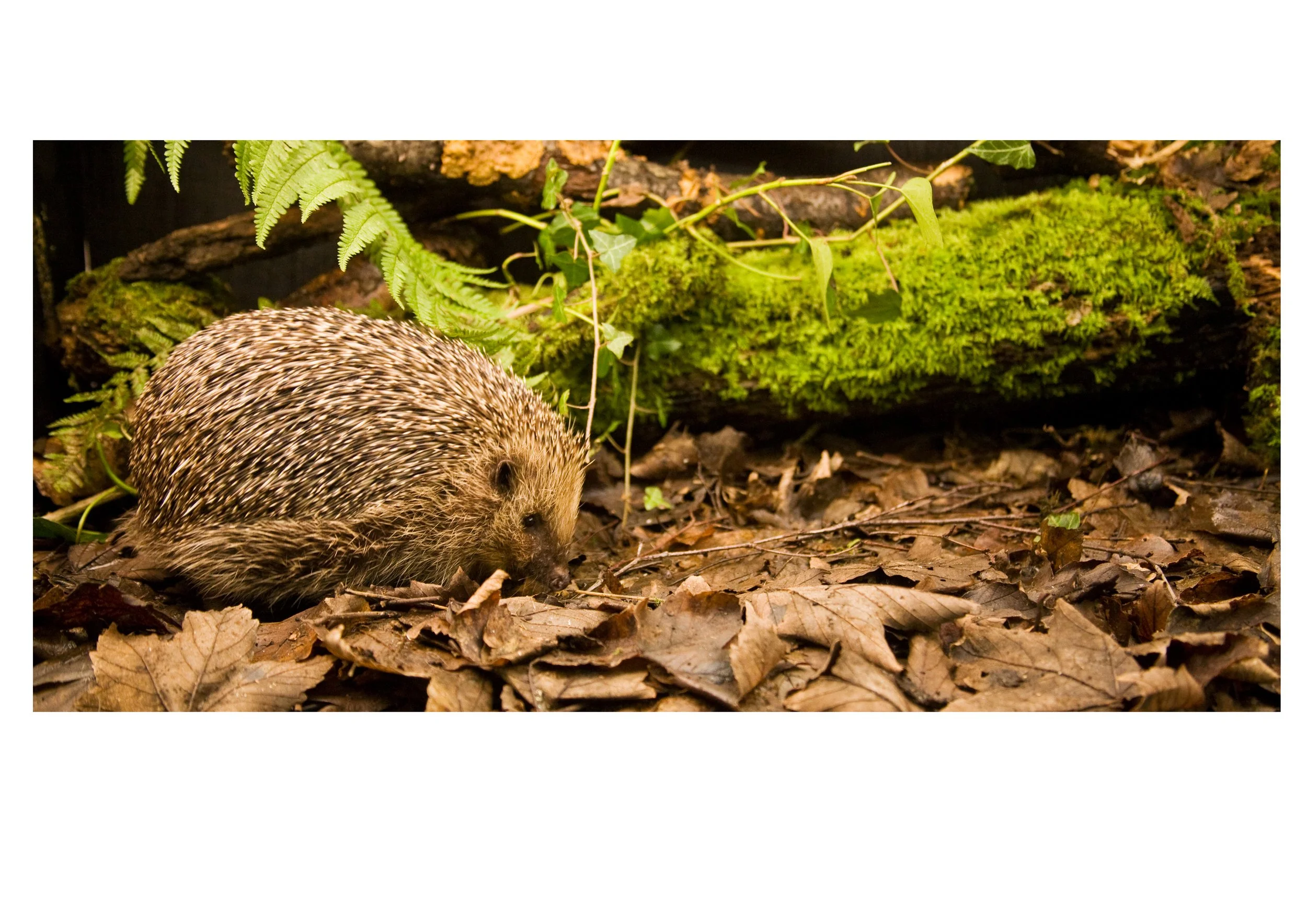 Hedhoggy A3.jpg