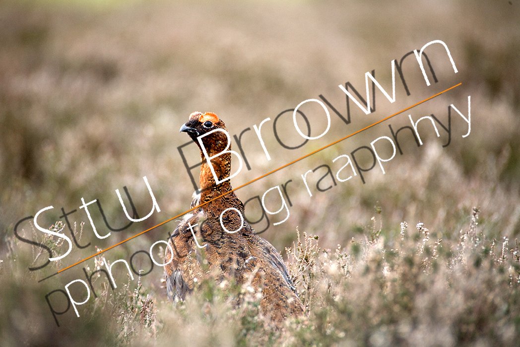 sample grouse.jpg