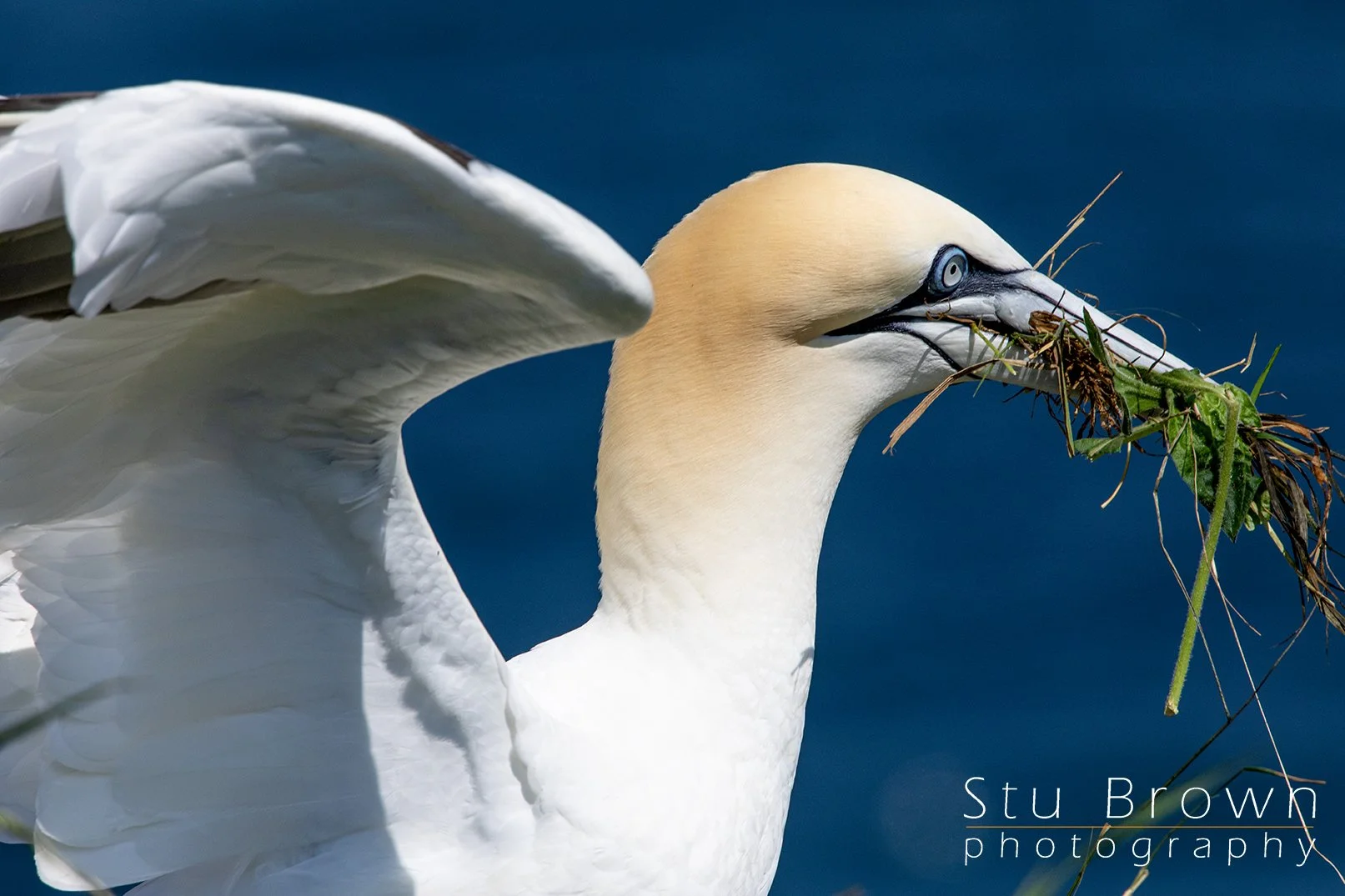 Portrait of a Gannet 4.jpg