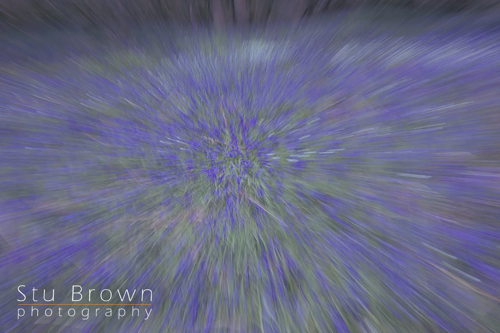 Bluebells.jpg