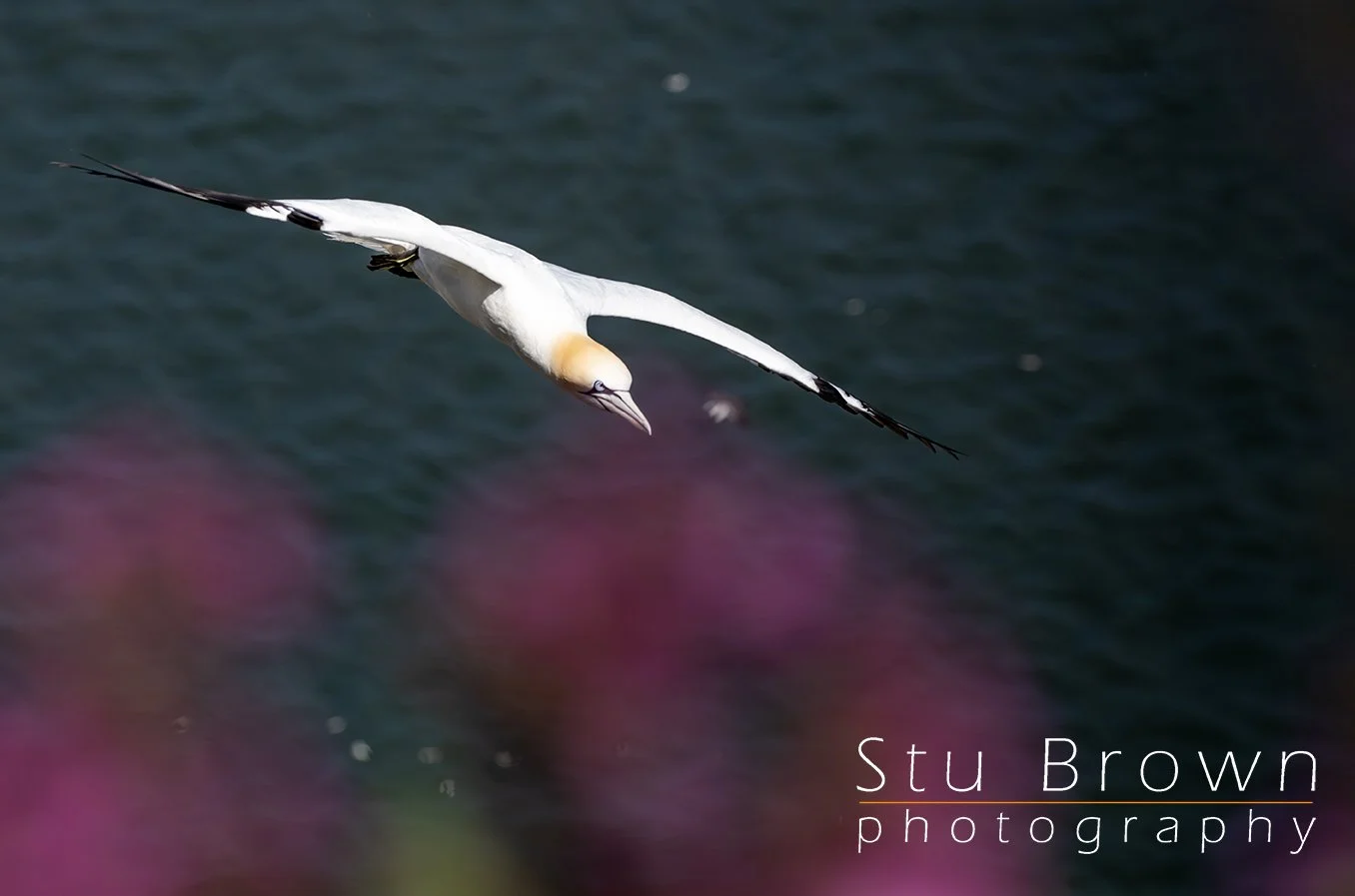 RSPB Bempton Cliffs: Where the Ocean Meets the Sky – And My Special Workshop on 21st June 2026