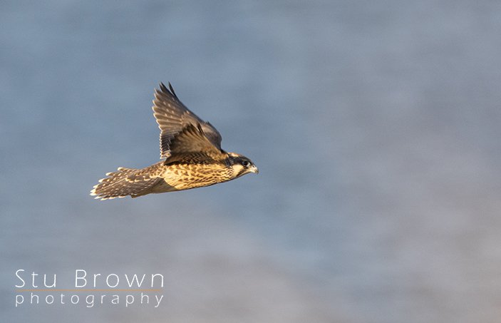 Juvenile Peregrine Falcon.jpg
