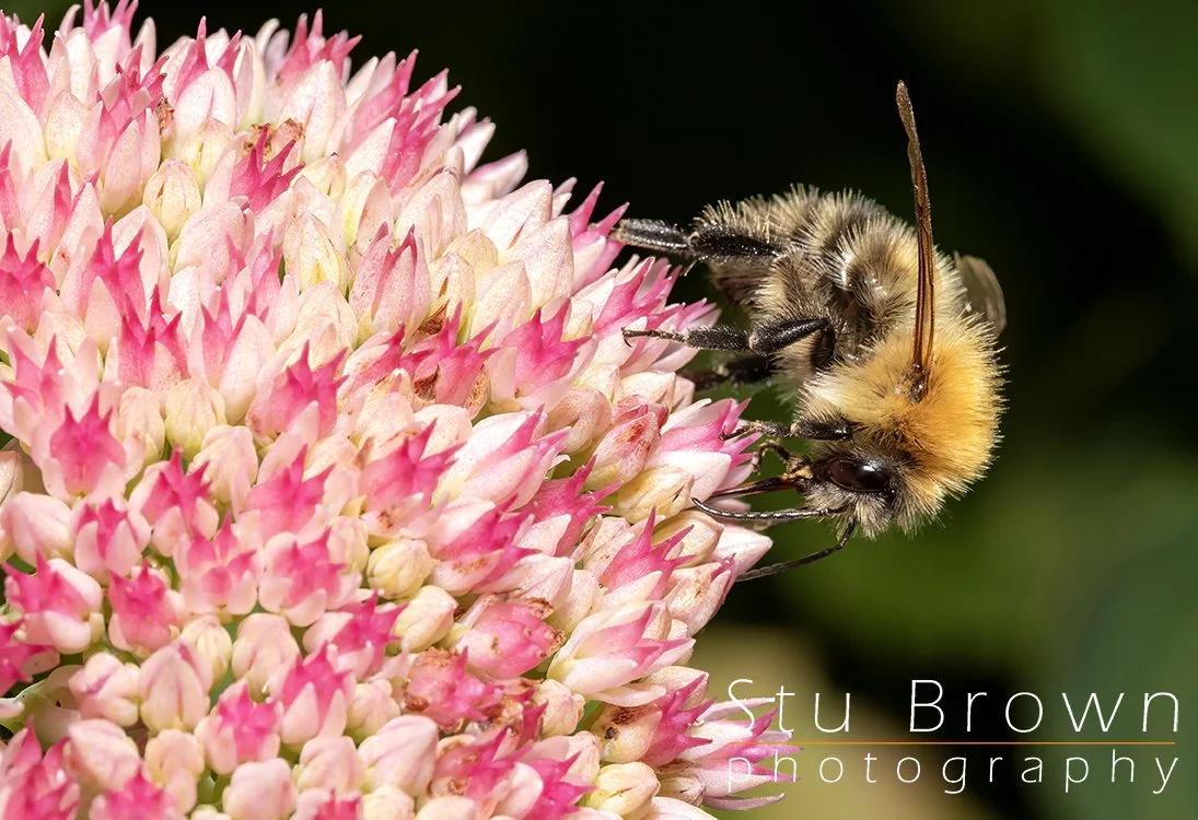Common carder bee.jpg