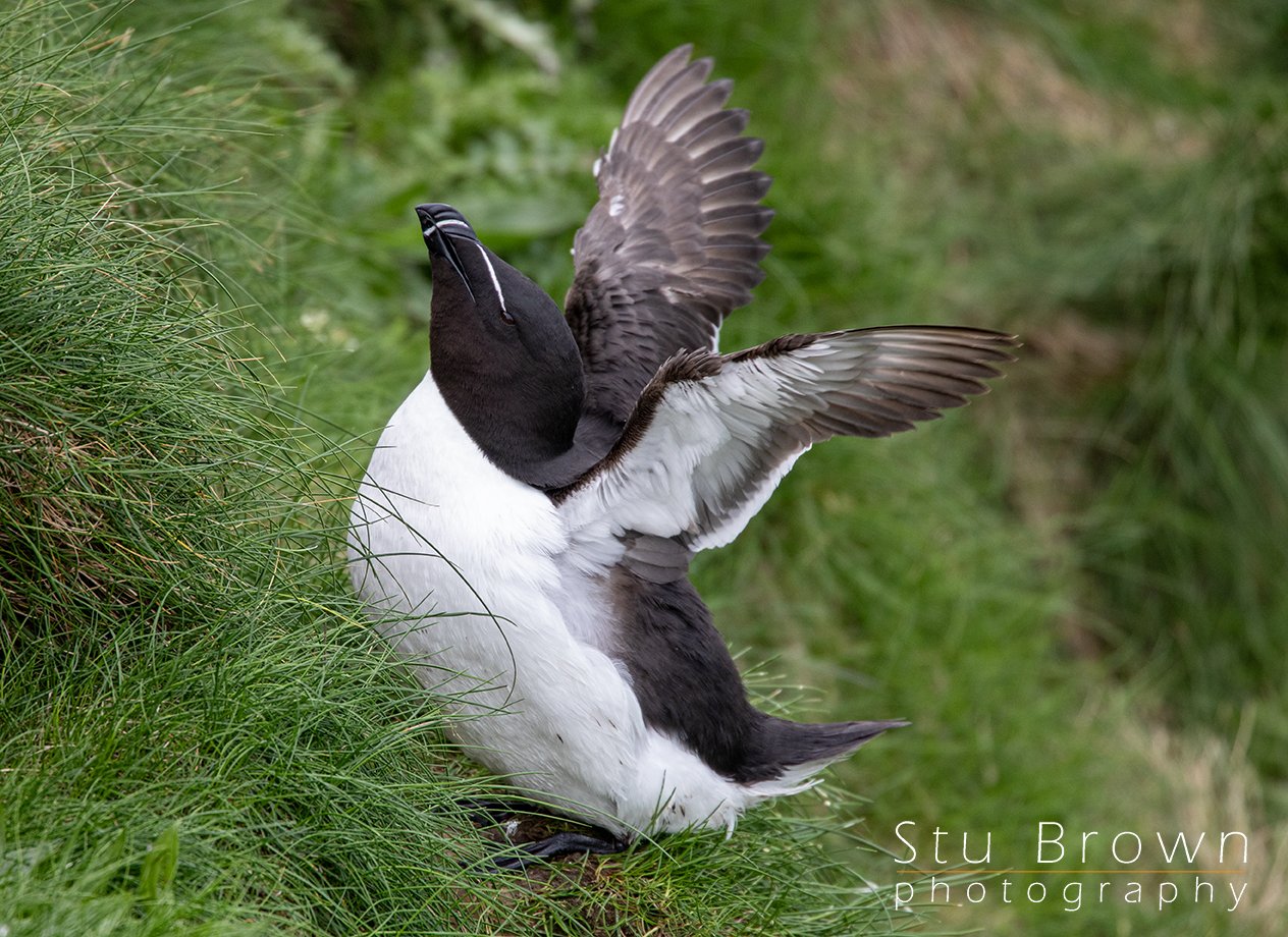 Razorbill at Bempton Cliffs.jpg