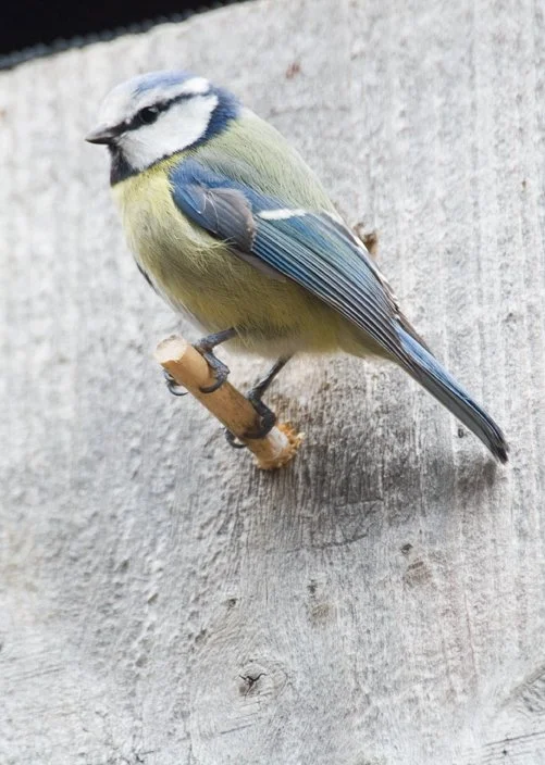 Blue tit 2.jpg