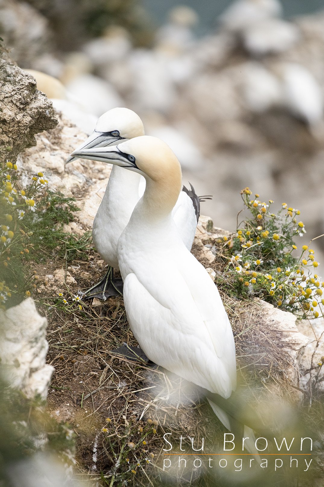 Garnet at RSPB Bempton Cliffs.jpg