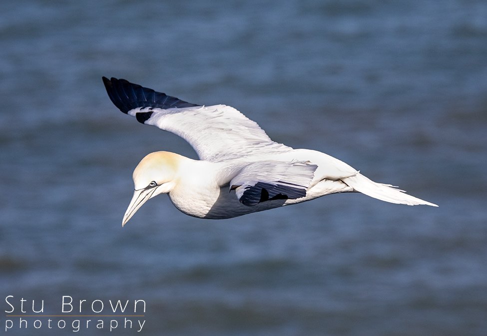 Gannet_in_flight_RSPB_Bempton_Cliffs.jpg