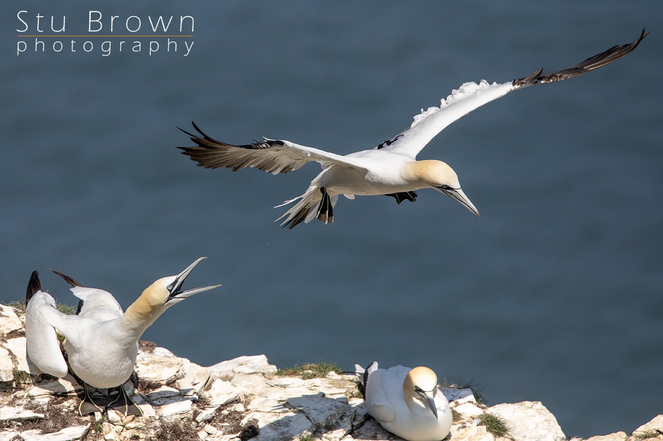 Gannets at Bempton cliffe.jpg