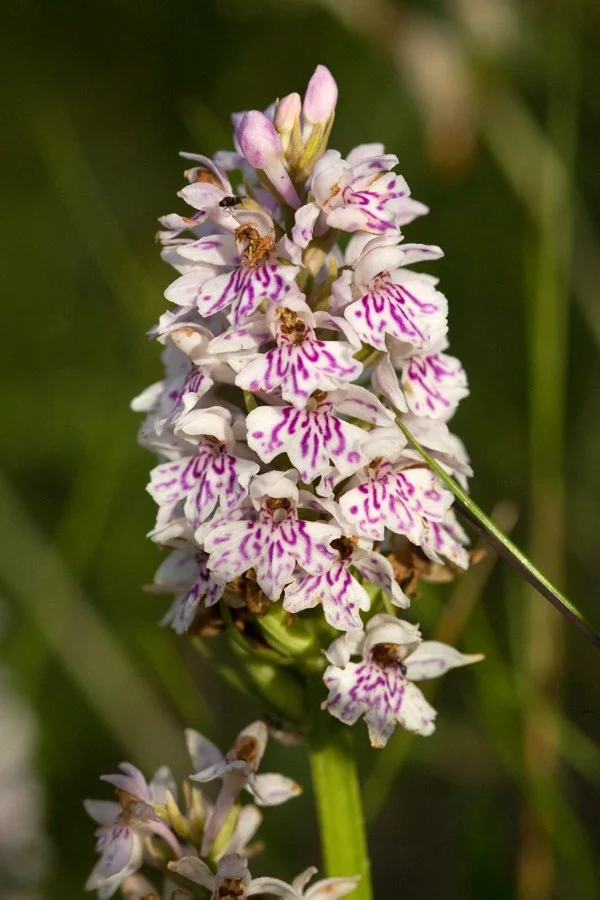 early flowering orchid 1.jpg