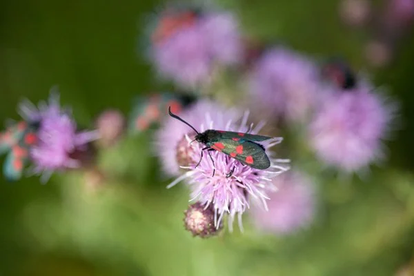 Burnett Moth on Thistle 3.jpg