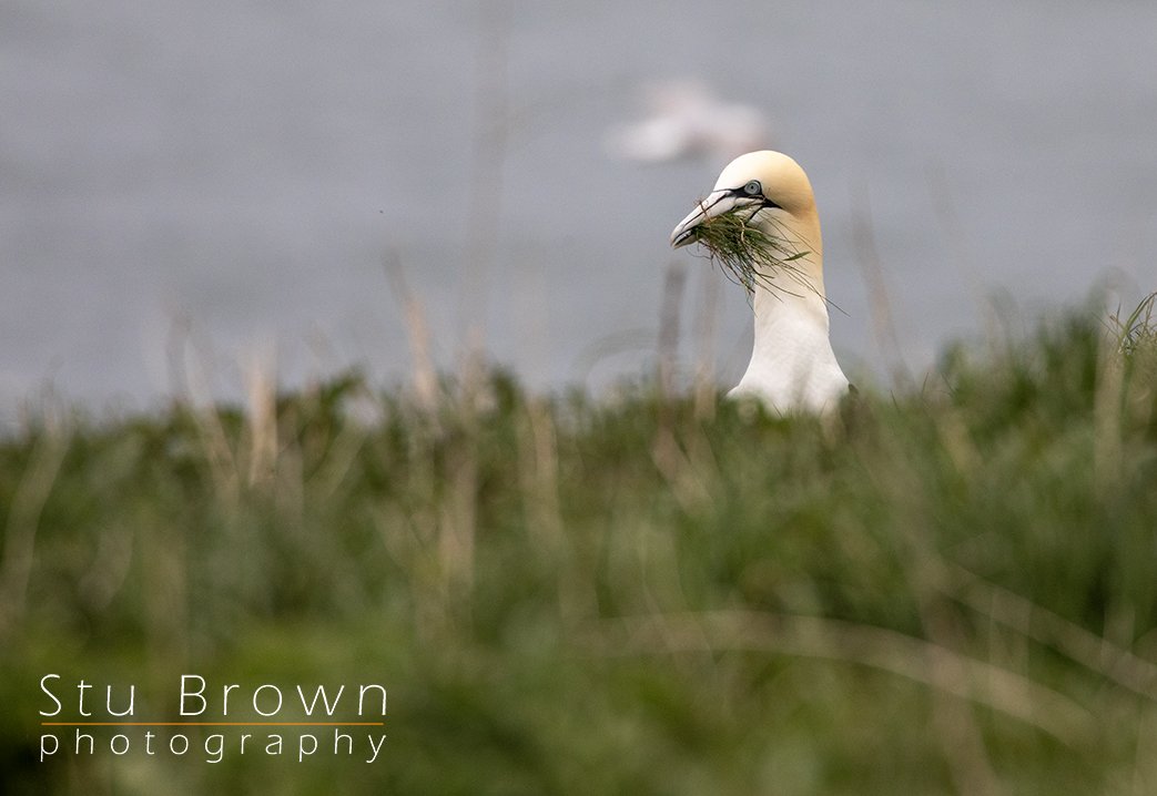 Gannet nesting at bempton cliffs.jpg