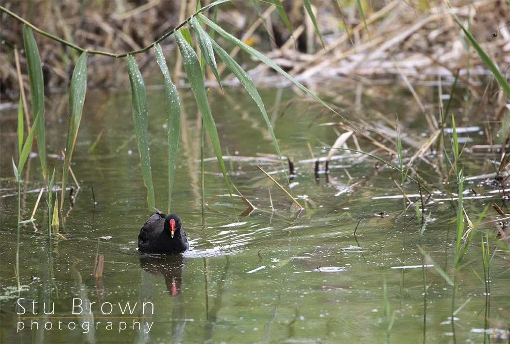 Moorhen at Saltholme.jpg