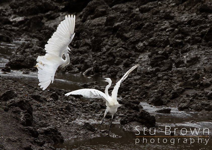 Egrets Fighting Saltholme.jpg