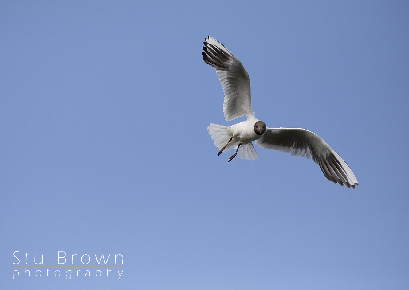 Black Headed Gull in flight blue sky.jpg