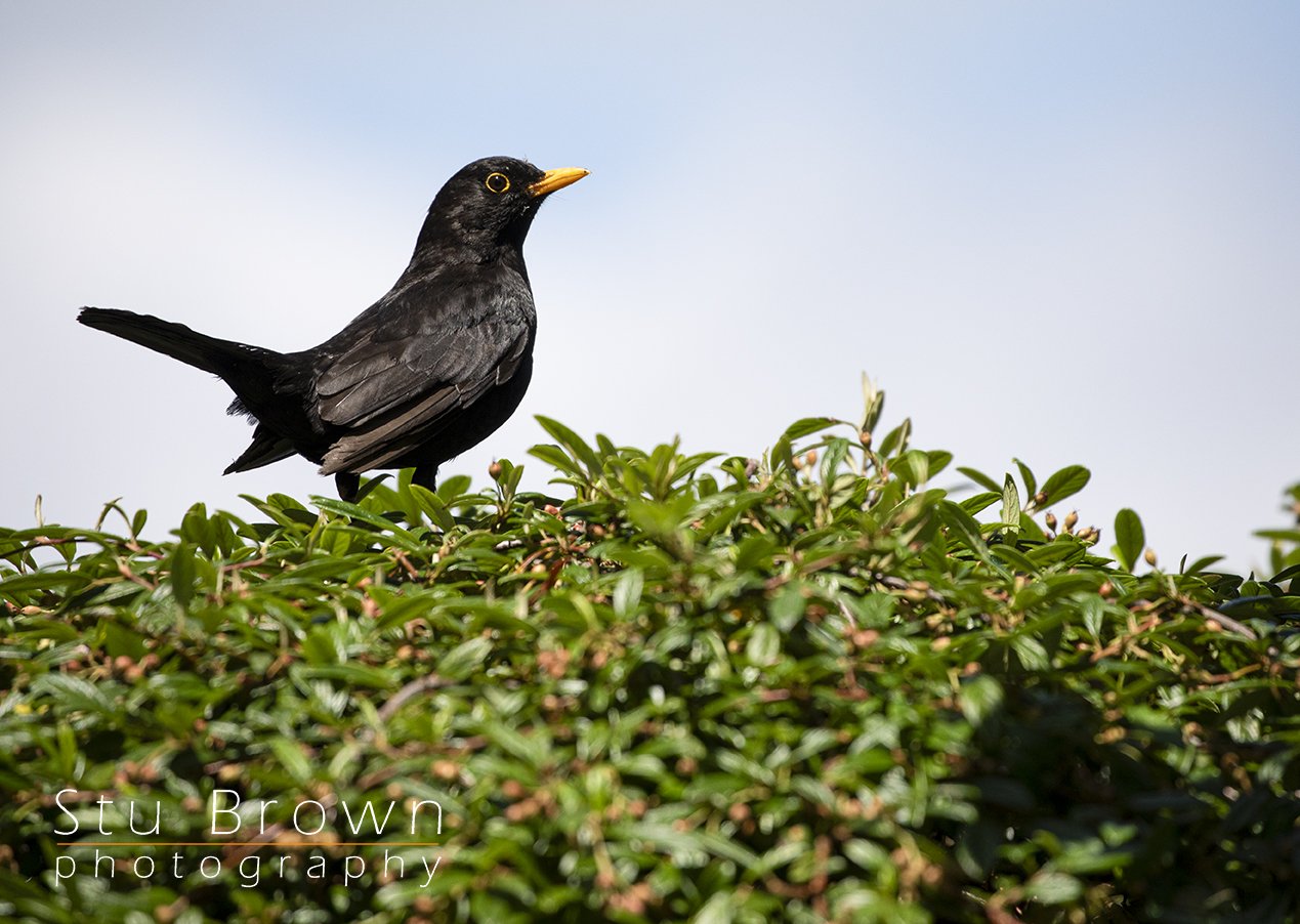 BlackBird.jpg