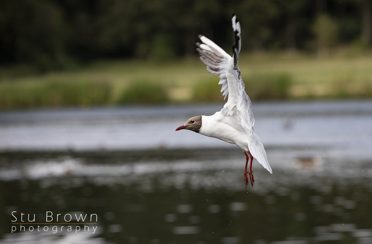 Black Headed Gull In Flight with water.jpg