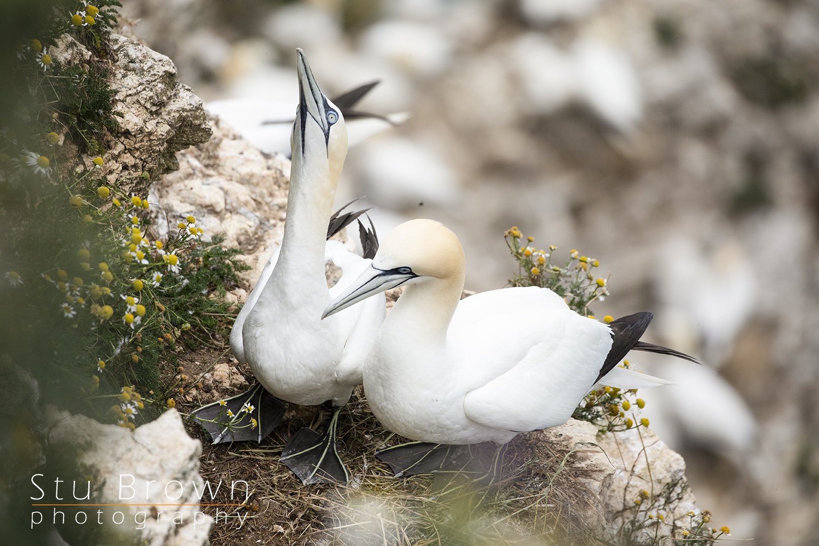 RSPB Gannets Bempton Cliffs.jpg