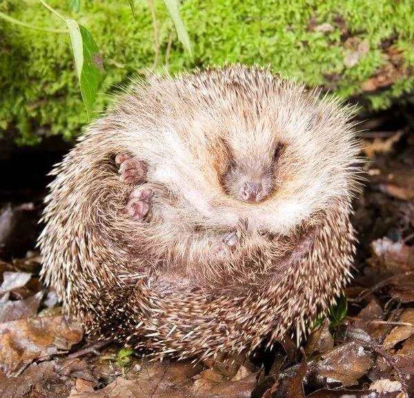 Hedgehog00049.jpg