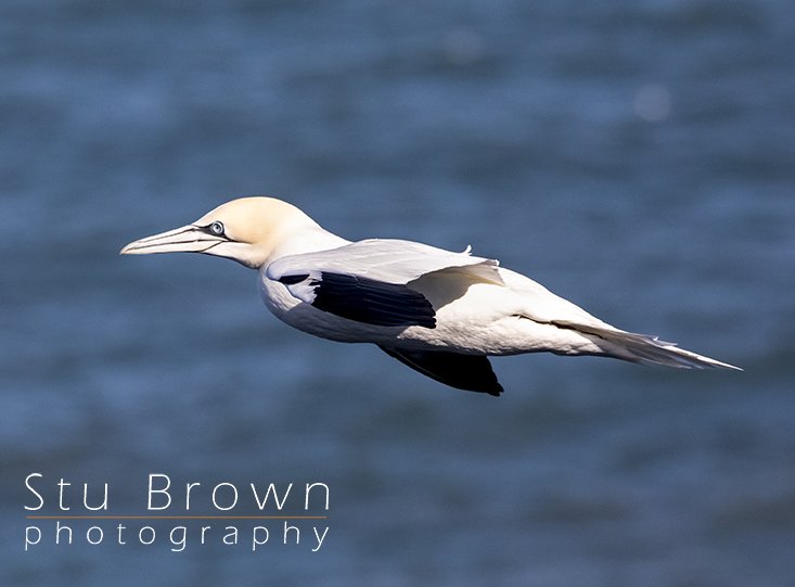 RSPB_Bempton_Cliffs_Gannet.jpg