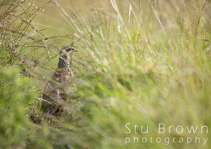 Partridge in grass.jpg
