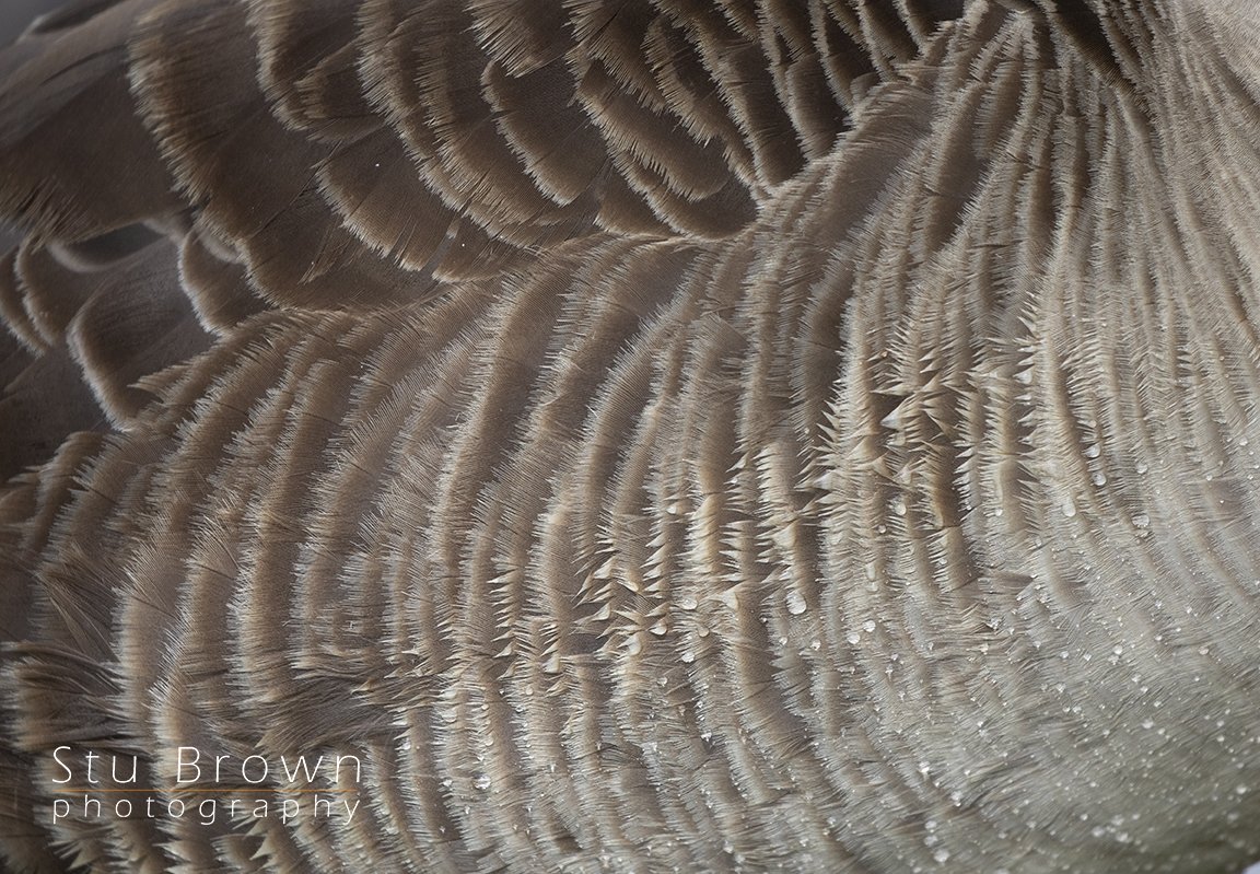 Texture.jpg