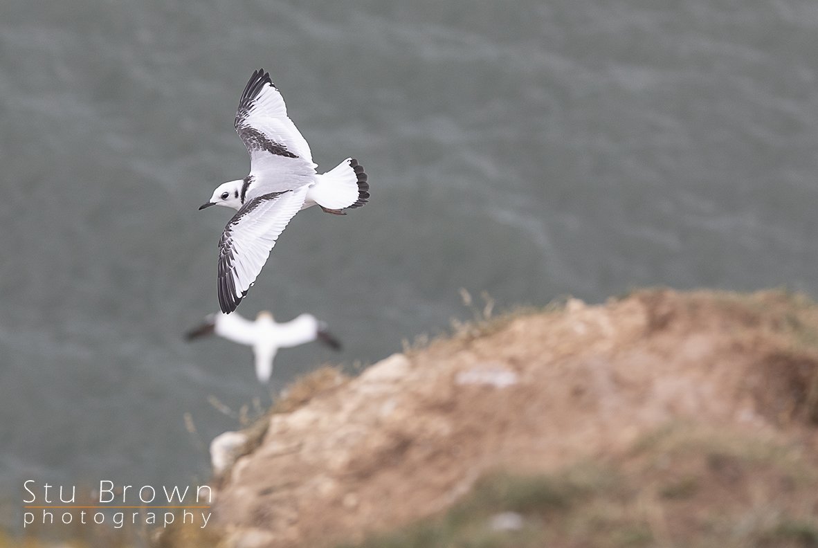Ross Gull at RSPB Bempton.jpg
