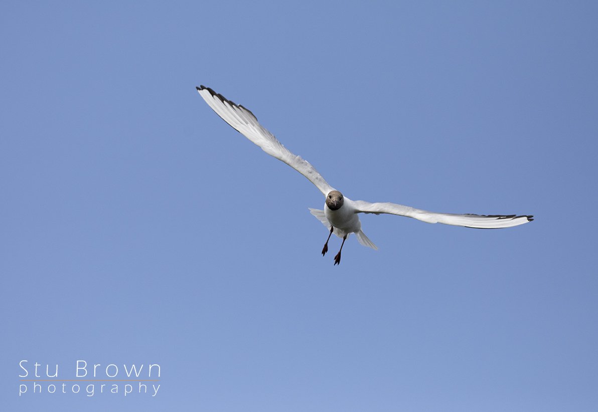 Hardwick Blackheaded gull in flight.jpg