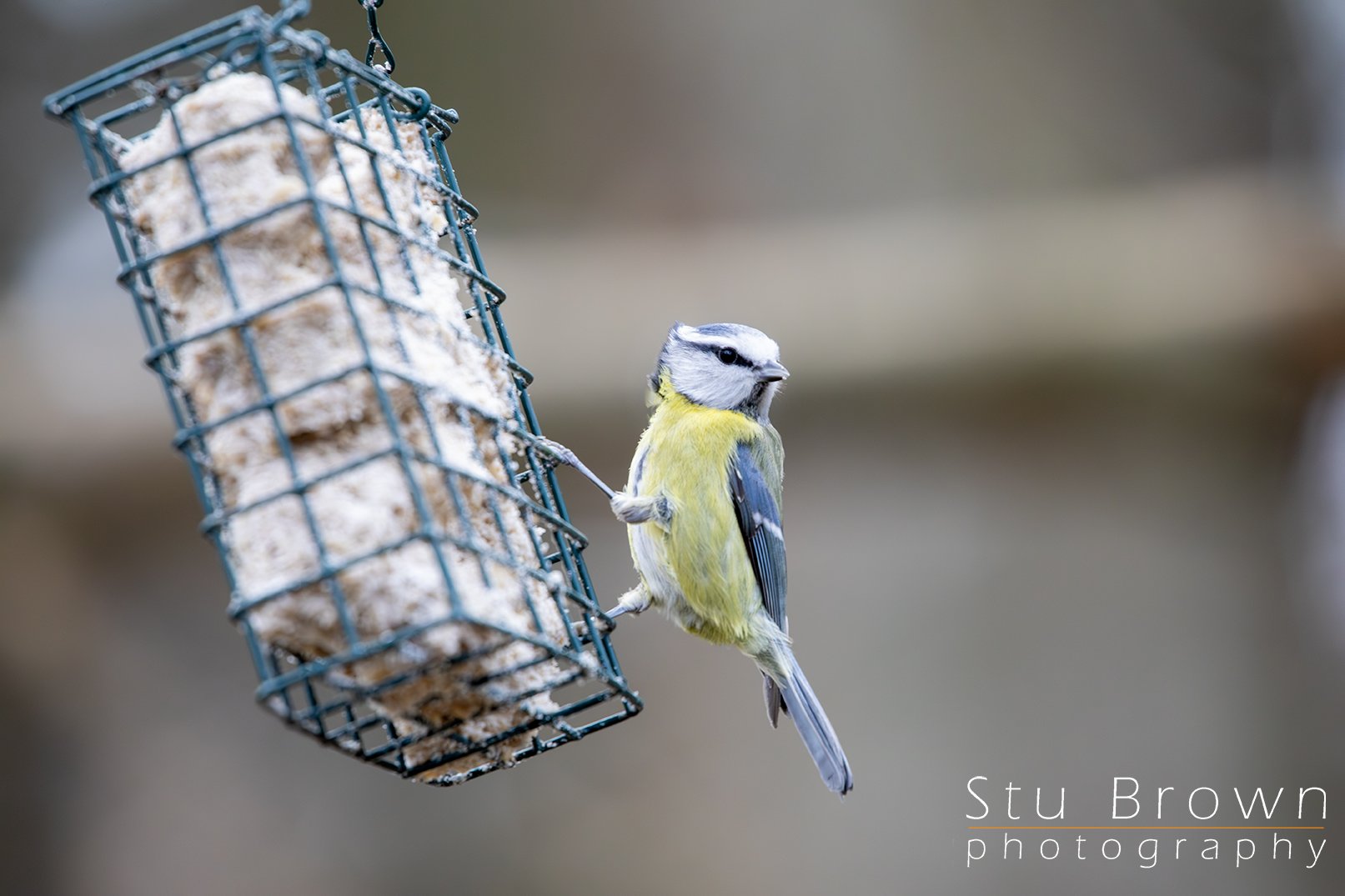 Blue tit 3.jpg