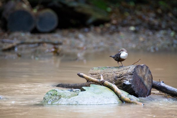 Dipper.jpg