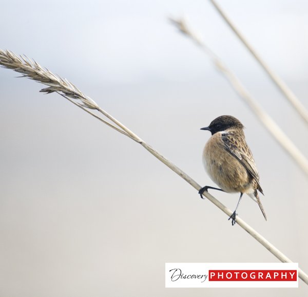 Bird 1.jpg