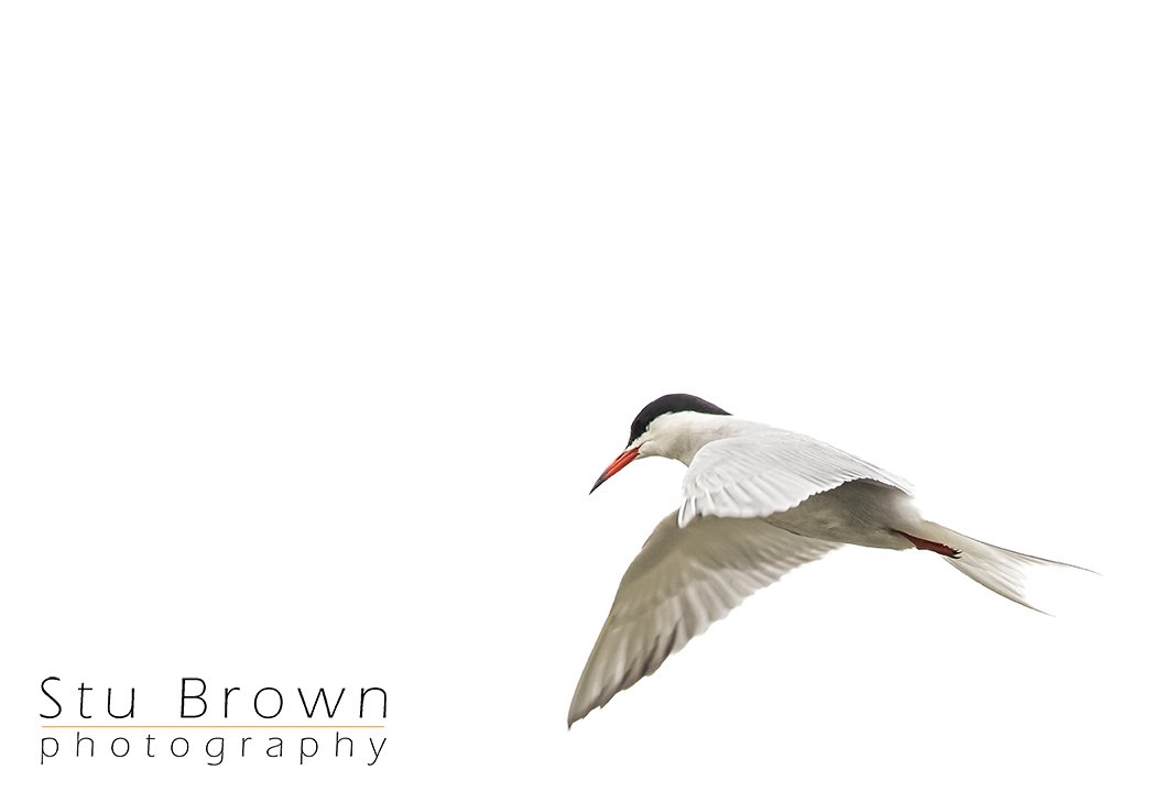 Common Tern In flight.jpg