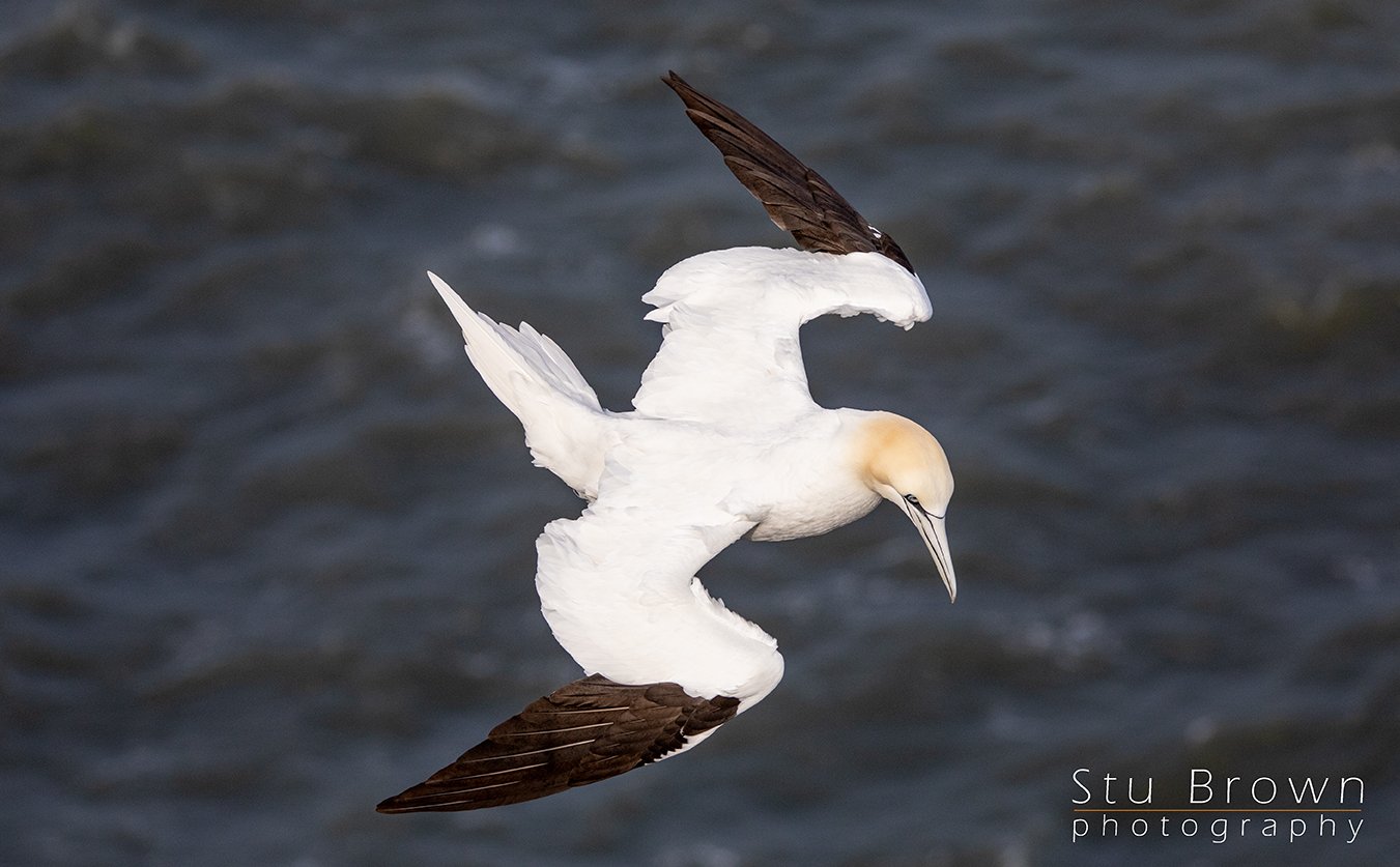 RSPB Bempton Gannets in Flight.jpg