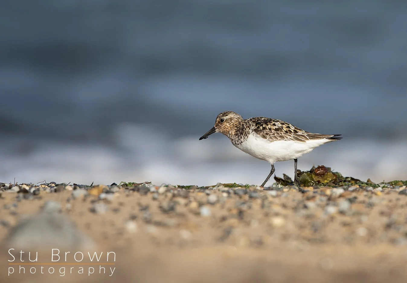 More Than Just a Sanderling