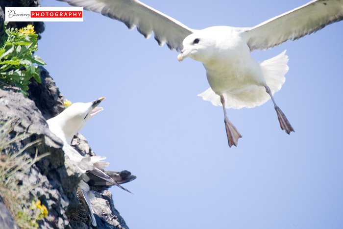 fulmar.jpg