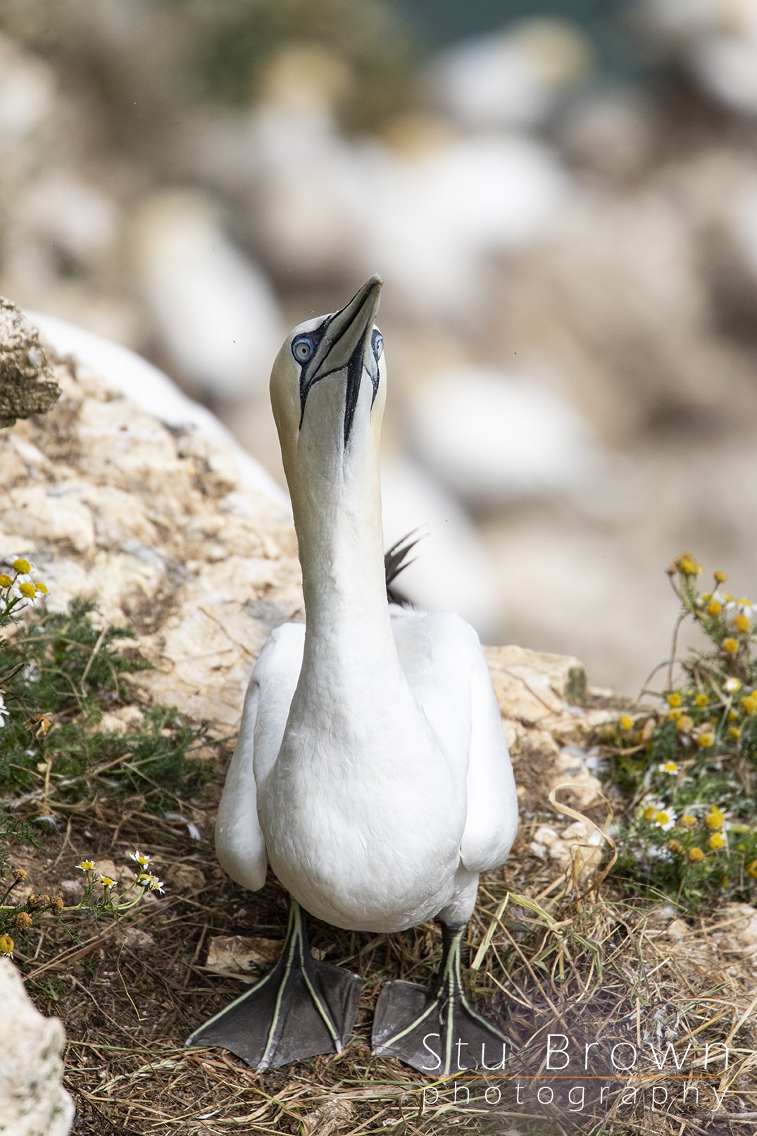 Gannet At Bempton Cliffe, North Yorkshire RSPB reserve.jpg