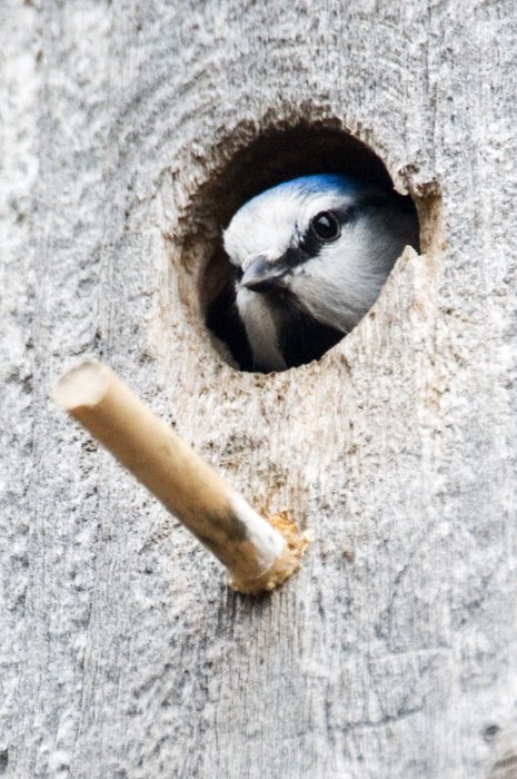 Blue tit head.jpg