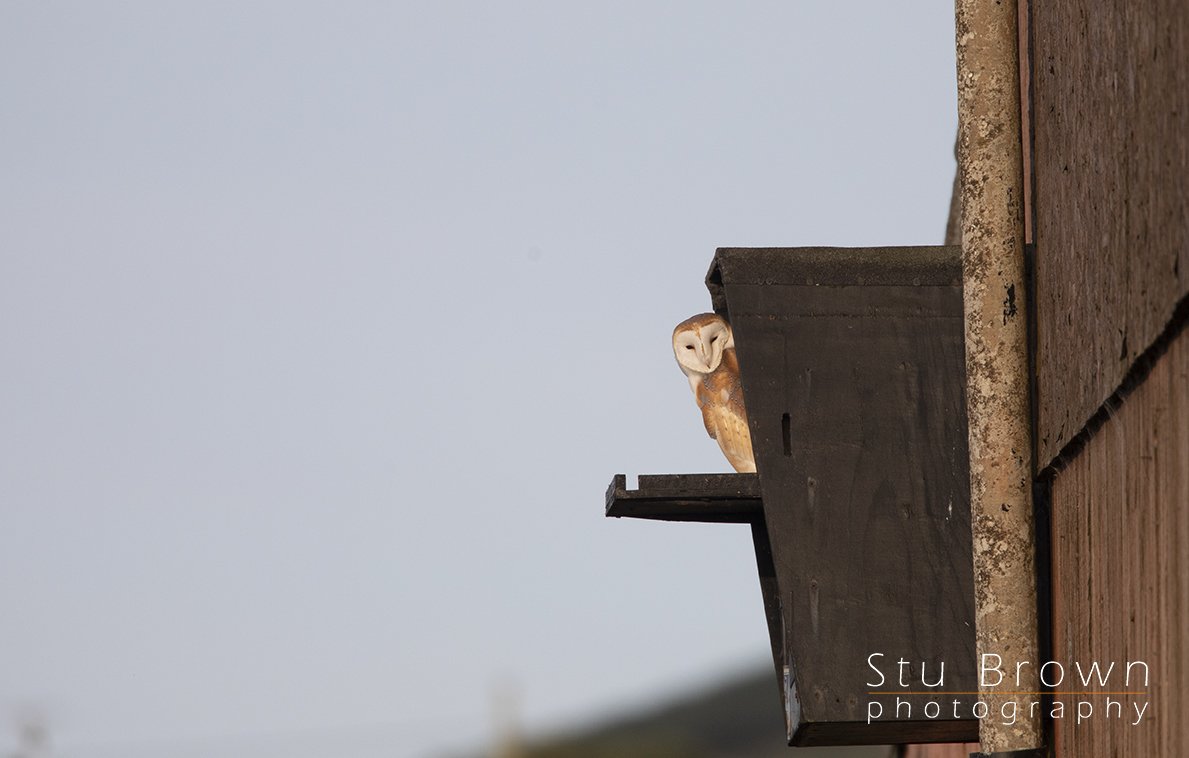 BArn Owl.jpg