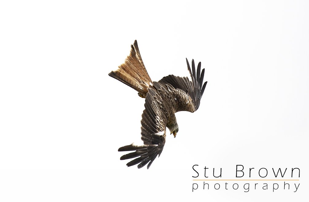 Red Kite in flight.jpg