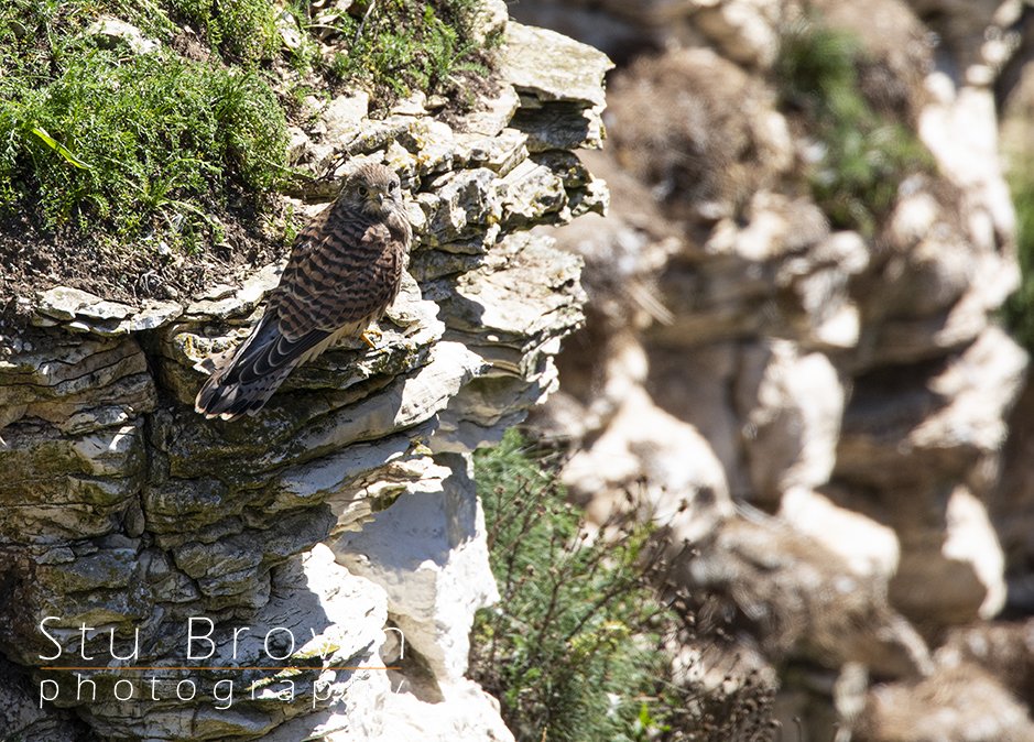 Kestrel at Bempton.jpg