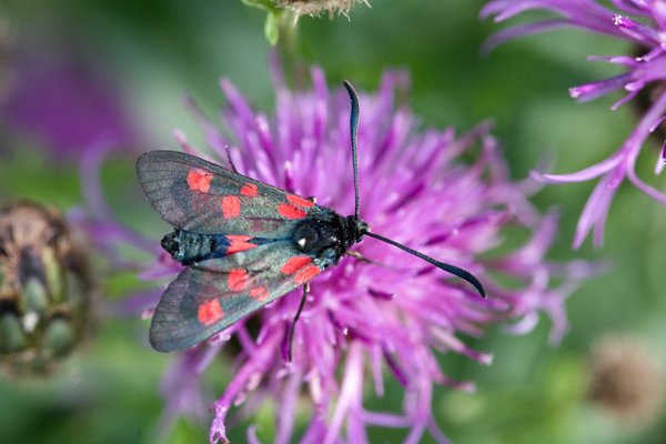 Burnett Moth on Thistle 1.jpg
