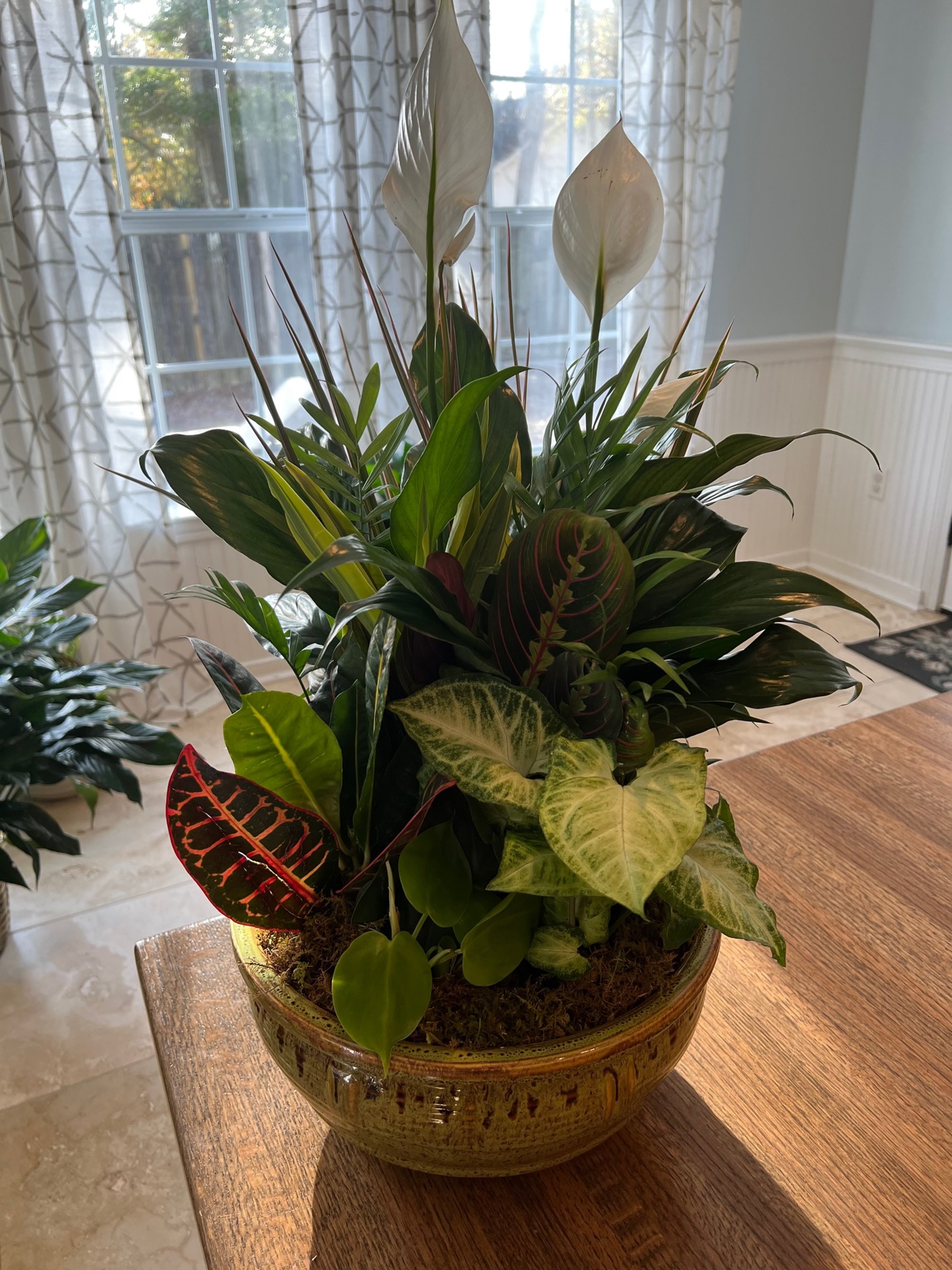 FO15 12" Large Dish Garden in Ceramic $90 (14" extra large $120)