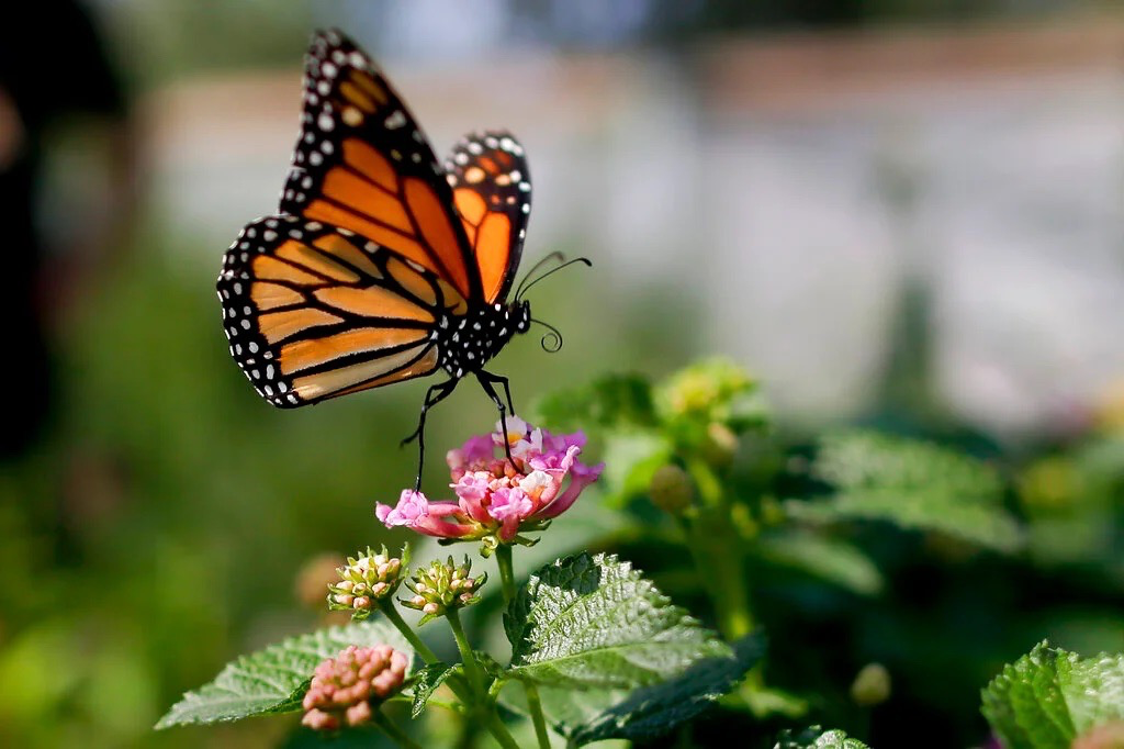 Google Image Search: Monarch Butterfly