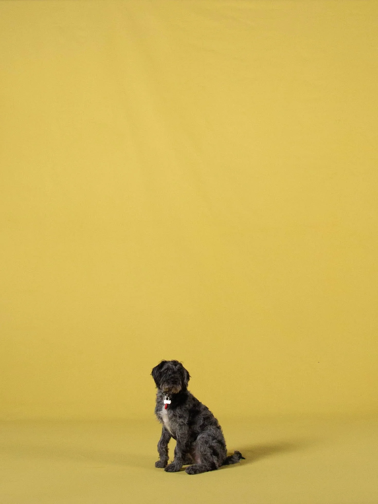 ARCHIE - CROPPED-10.jpg