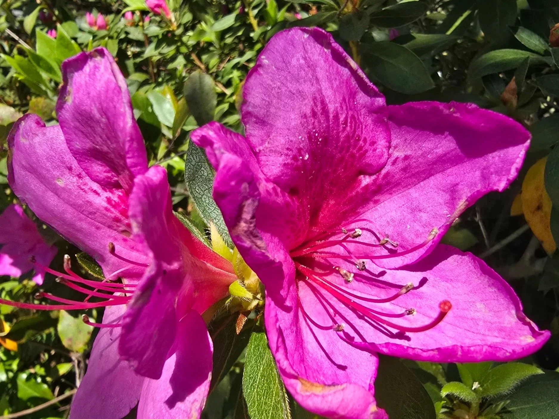 Chemo. Round 1. Day 5.