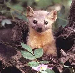 Trump Administration Finalizes Endangered Species Act Regulatory Reforms