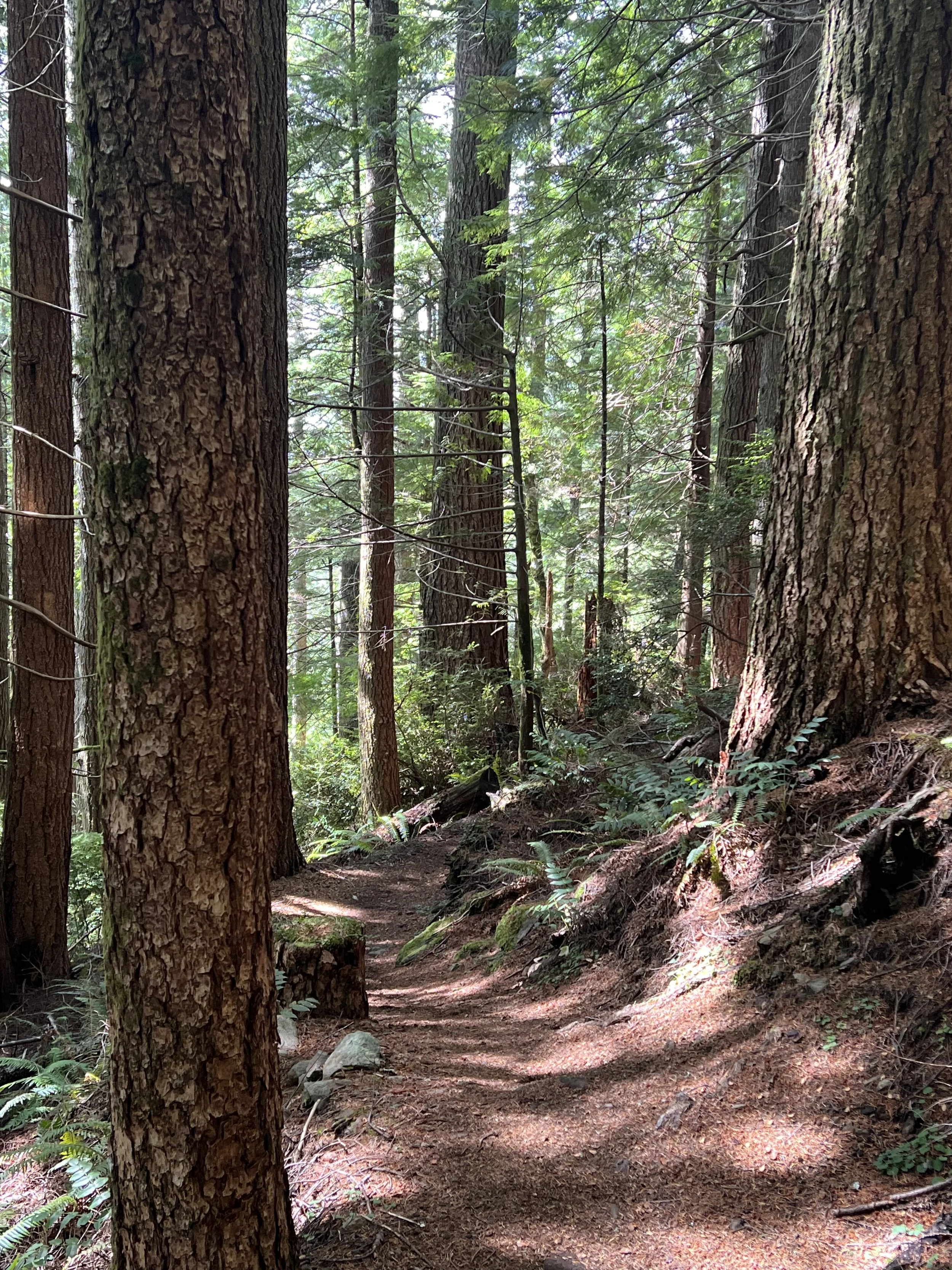 Forest Service Moves to Rescind Roadless Rule, Opening Door for More Flexible Public Lands Management
