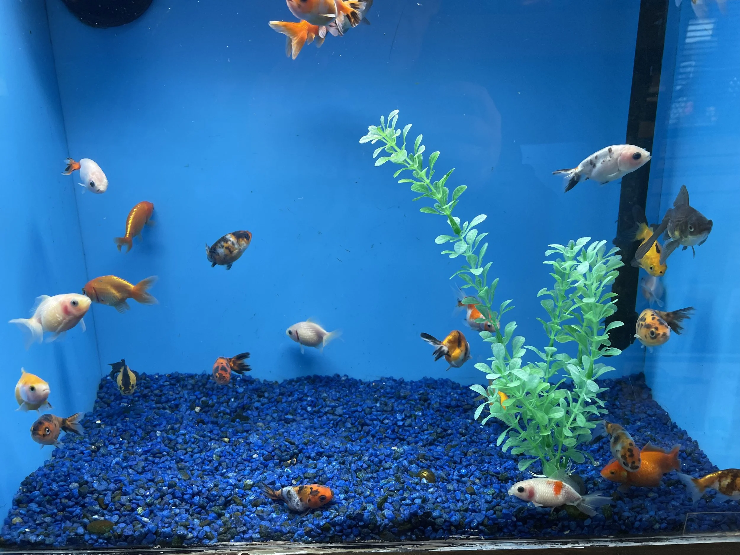 Inside a fish tank with colorful goldfish swimming, blue gravel at the bottom, and two green plastic plants.
